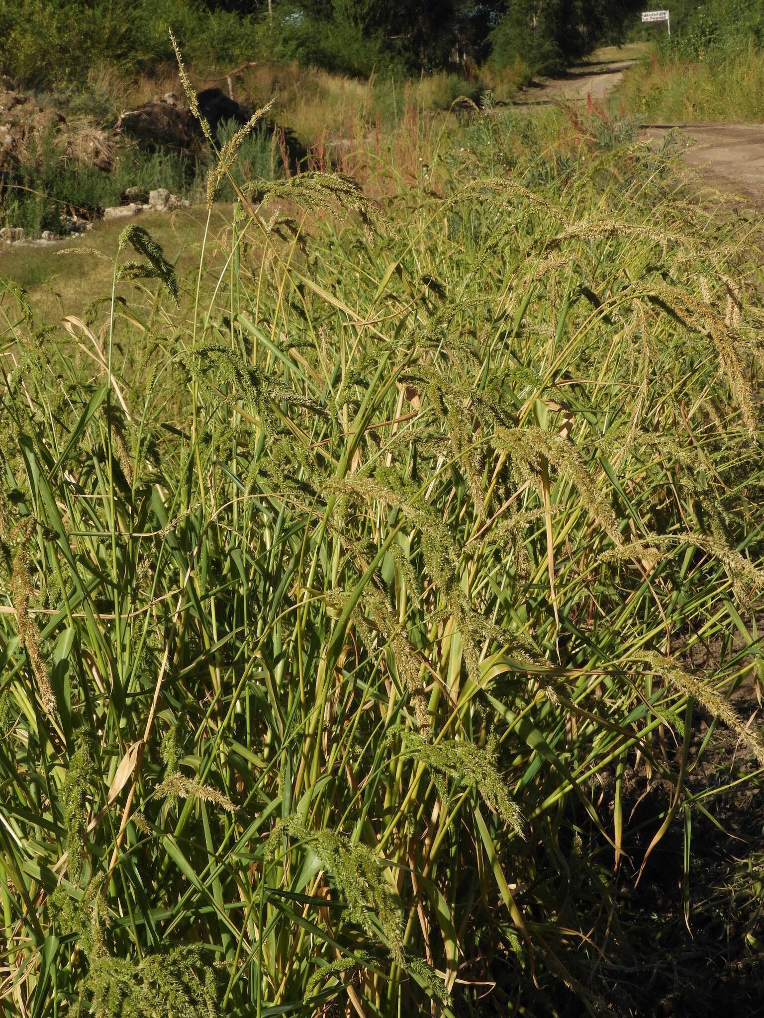 Image of gulf cockspur grass