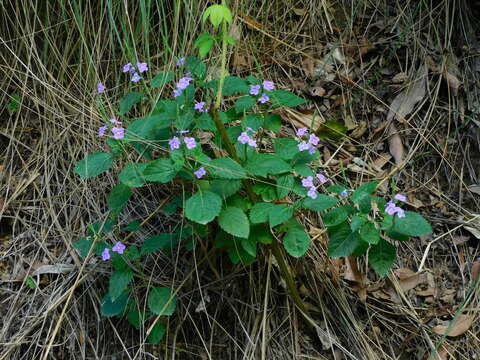 Image of Bouchea boliviana (Kuntze) Moldenke