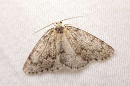 Image of Western False Hemlock Looper