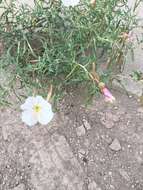 Image of crownleaf evening primrose