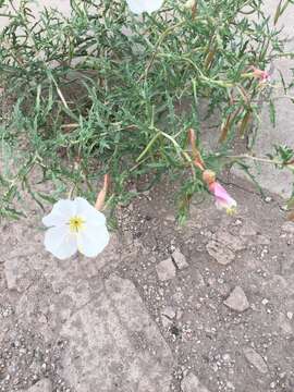 Image of crownleaf evening primrose