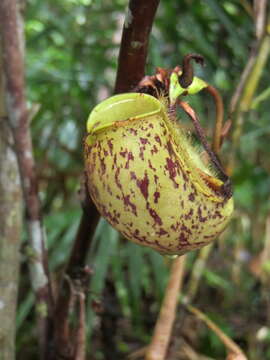 Image of Flask-Shaped Pitcher-Plant