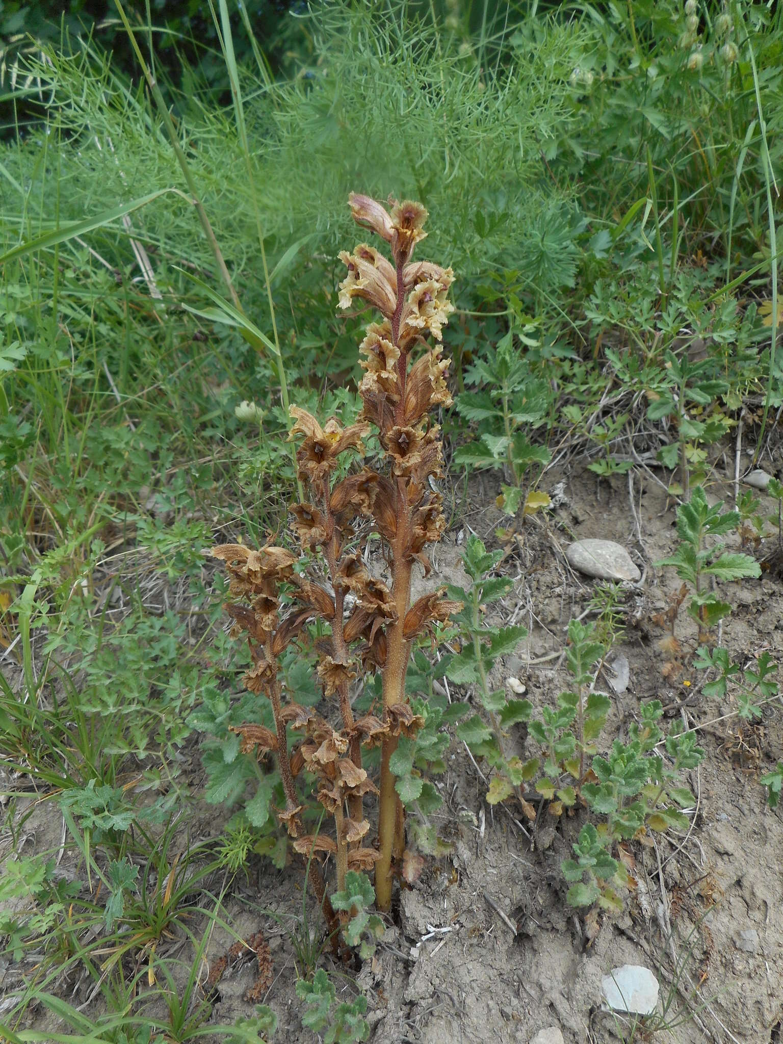 Image of Orobanche alba subsp. alba