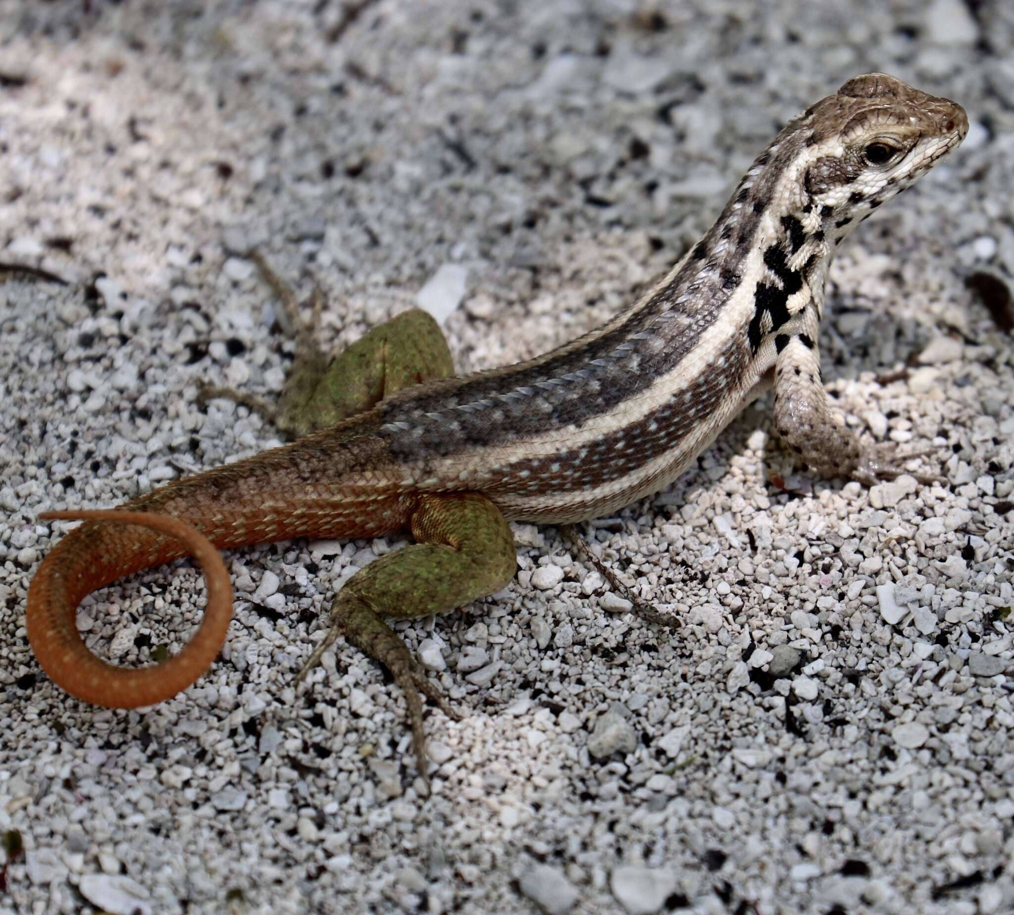 Image of Santo Domingo Curlytail Lizard