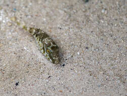 Image of Caribbean Puffer