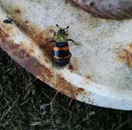 Nicrophorus (Nicrophorus) tomentosus (Weber 1801) resmi