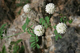 Image of white crownvetch