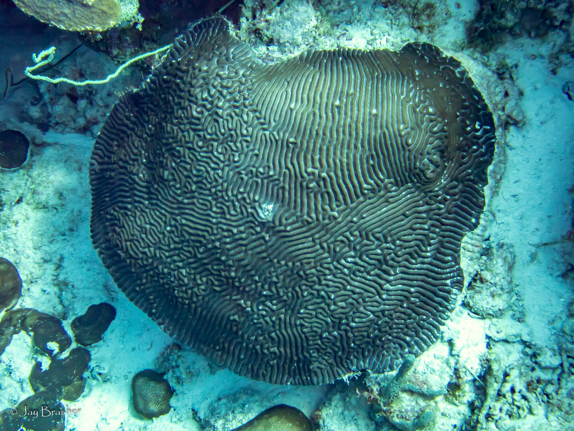 Image of Black Wire Coral