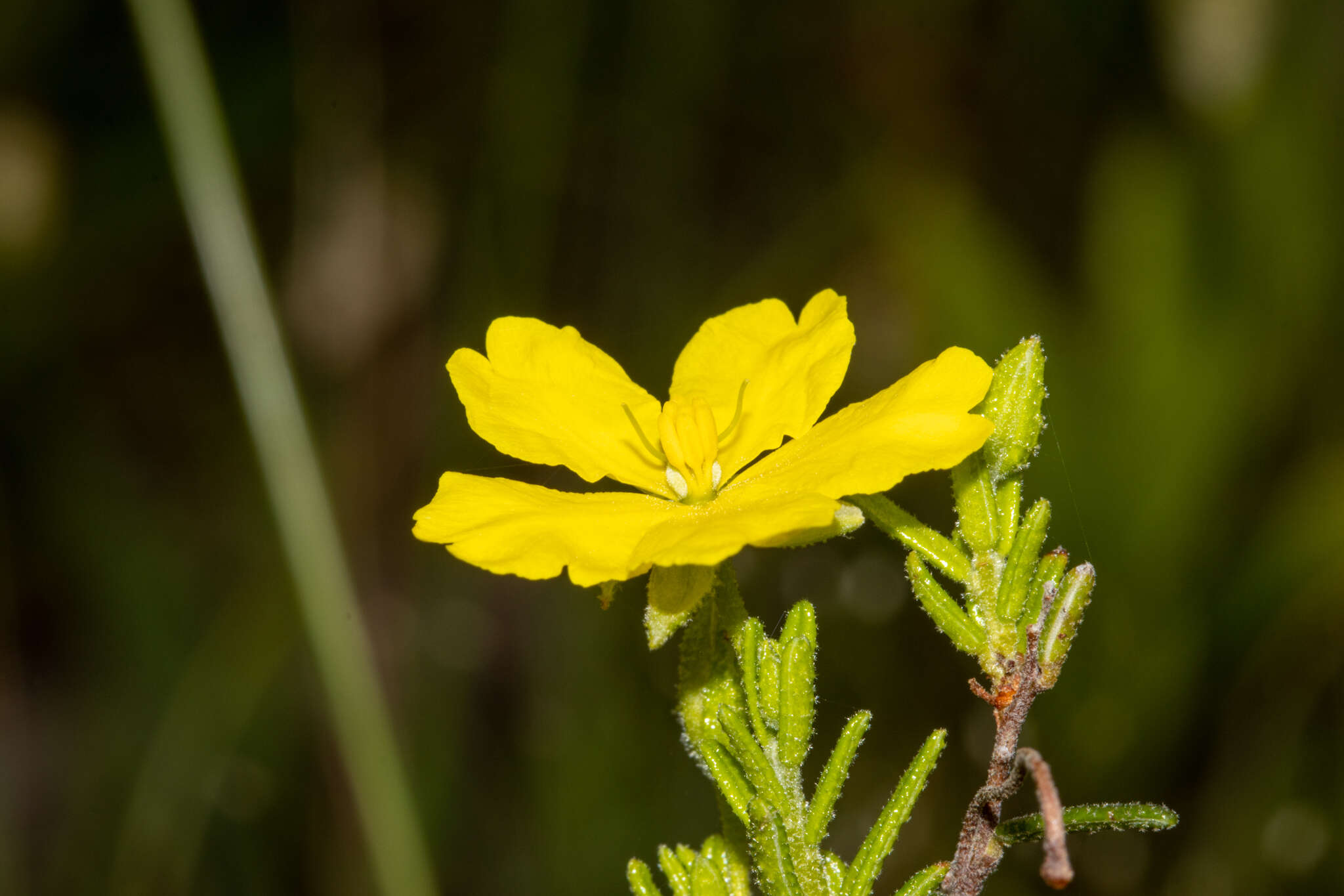 Hibbertia glebosa subsp. glebosa resmi