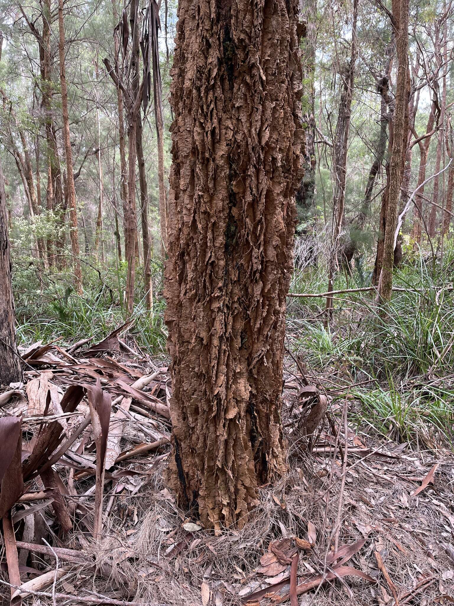 Image of Allocasuarina decussata (Benth.) L. A. S. Johnson