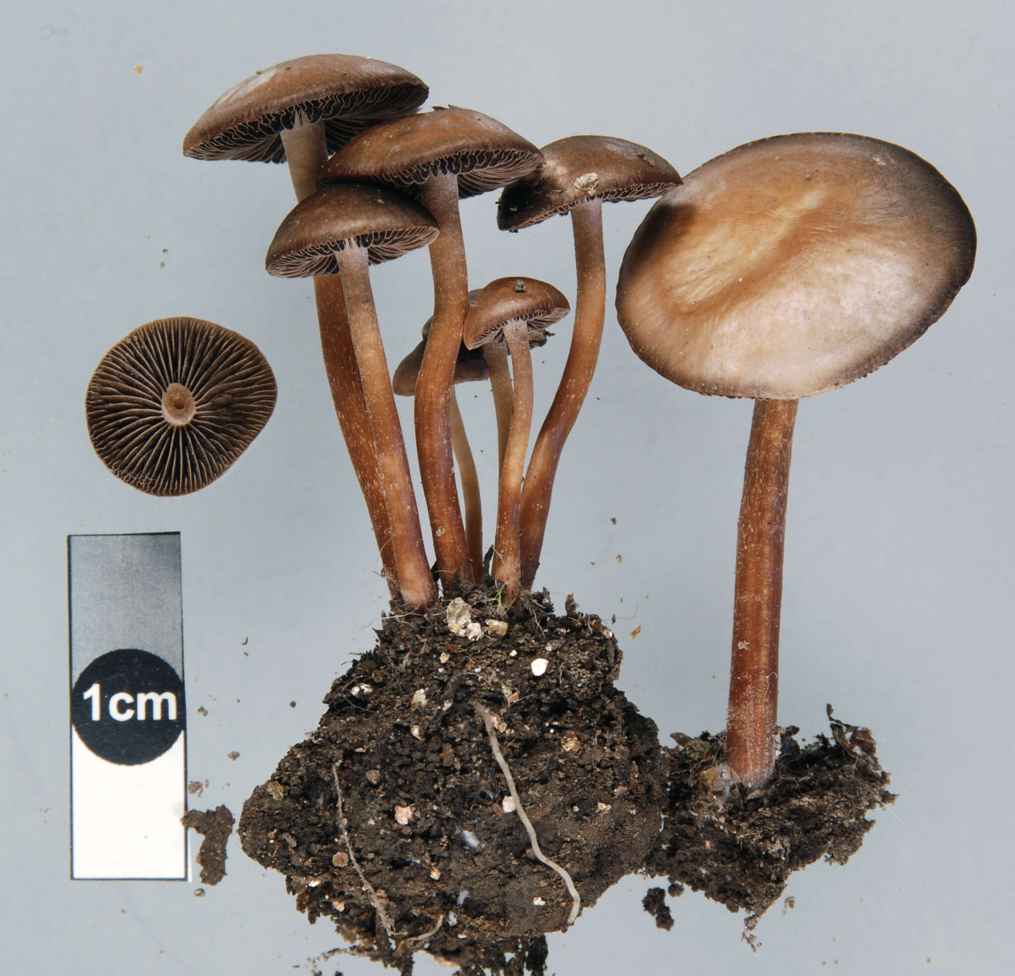 Image of Panaeolus cinctulus (Bolton) Sacc. 1887