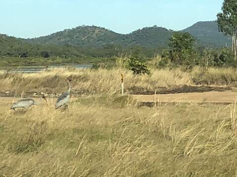 Image of Brolga