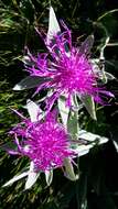 Image of singleflower knapweed