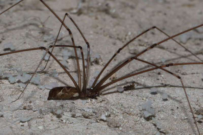 Imagem de Smeringopus natalensis Lawrence 1947