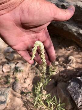 Image of fringed amaranth