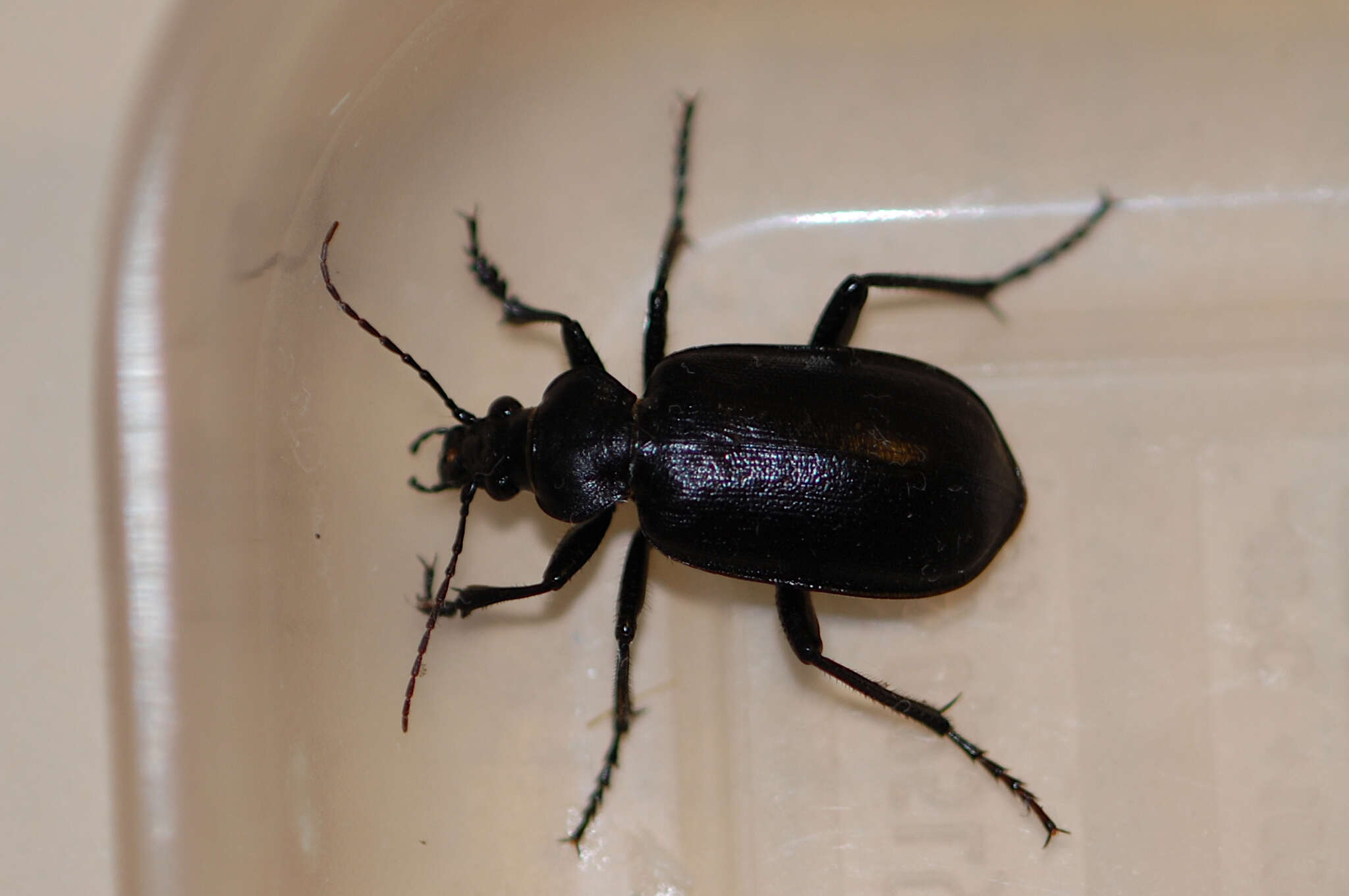 Image de Calosoma (Caminara) olivieri Dejean 1831