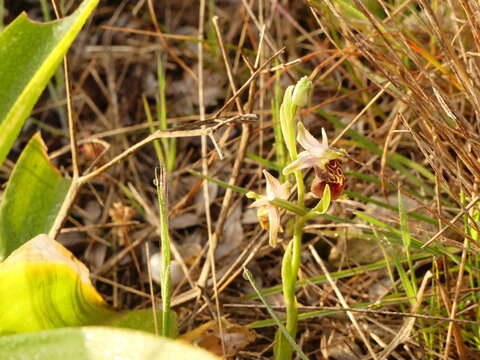 Image of Ophrys fuciflora subsp. apulica O. Danesch & E. Danesch