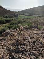 Image of tree cholla