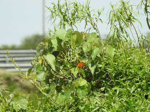 Imagem de Croton urucurana Baill.