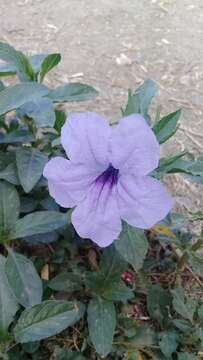 Image of Linear-Leaf Wild Petunia