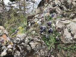 Image of Pulsatilla pratensis subsp. hungarica Soó