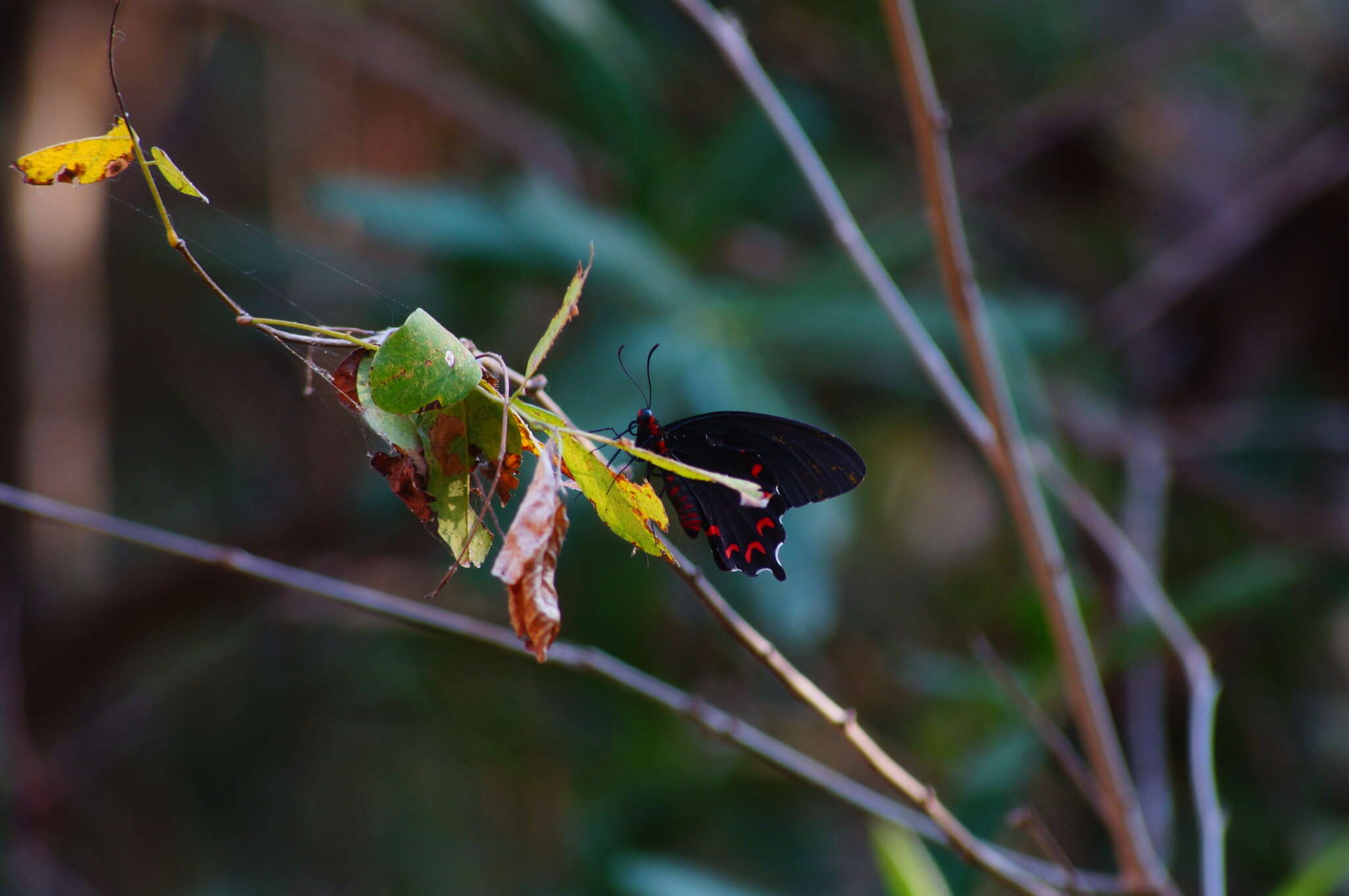 Слика од Parides montezuma (Westwood 1842)