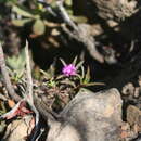 Delosperma cloeteae Lavis resmi