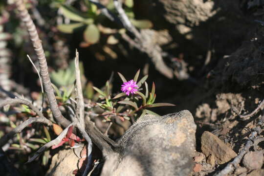 Image of Delosperma cloeteae Lavis