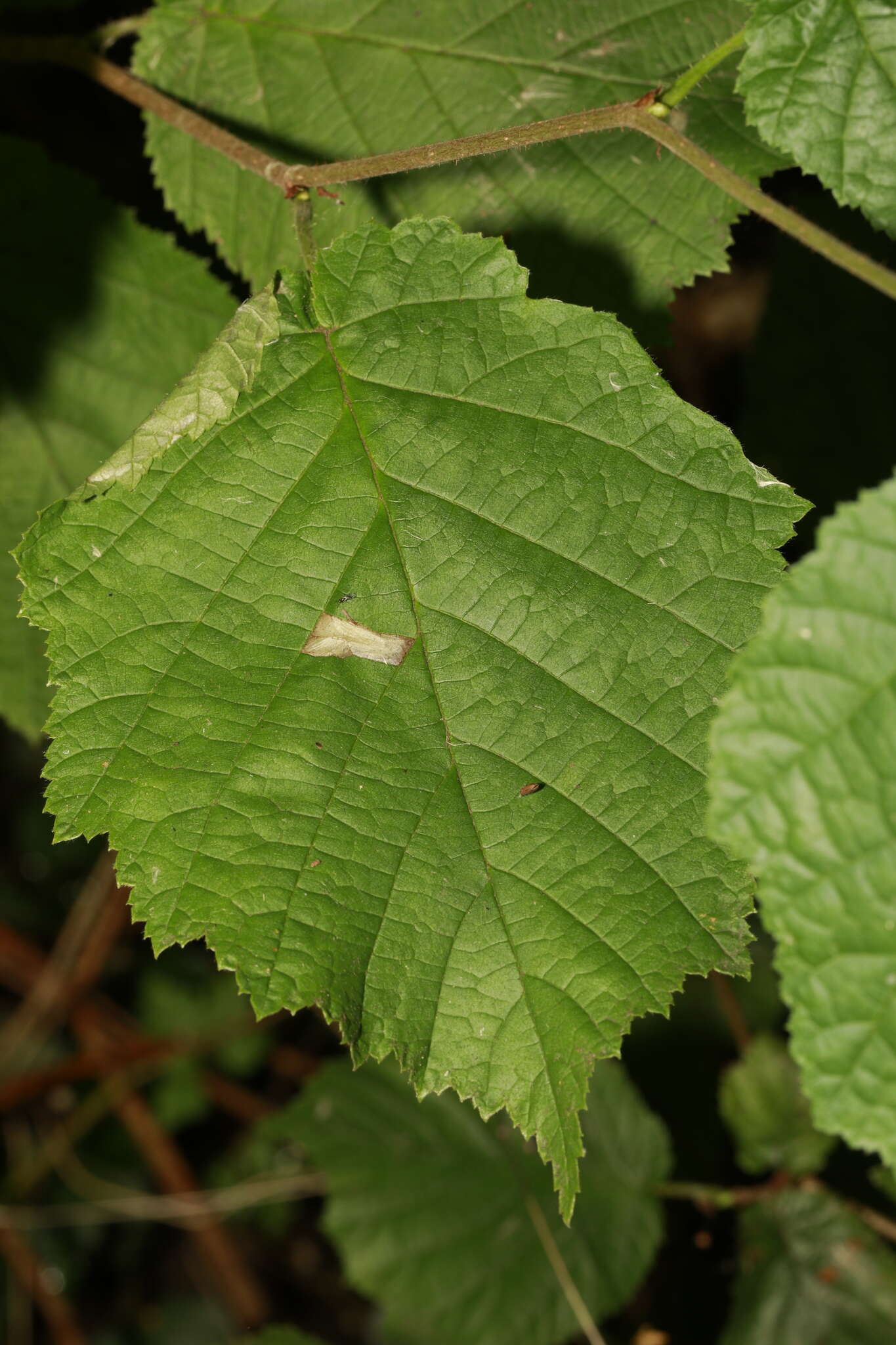Image of Hazel Slender
