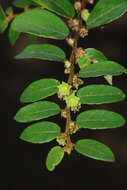 Image of Bridelia stipularis (L.) Blume