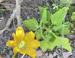 Image of Heliopsis anomala (M. E. Jones) B. L. Turner