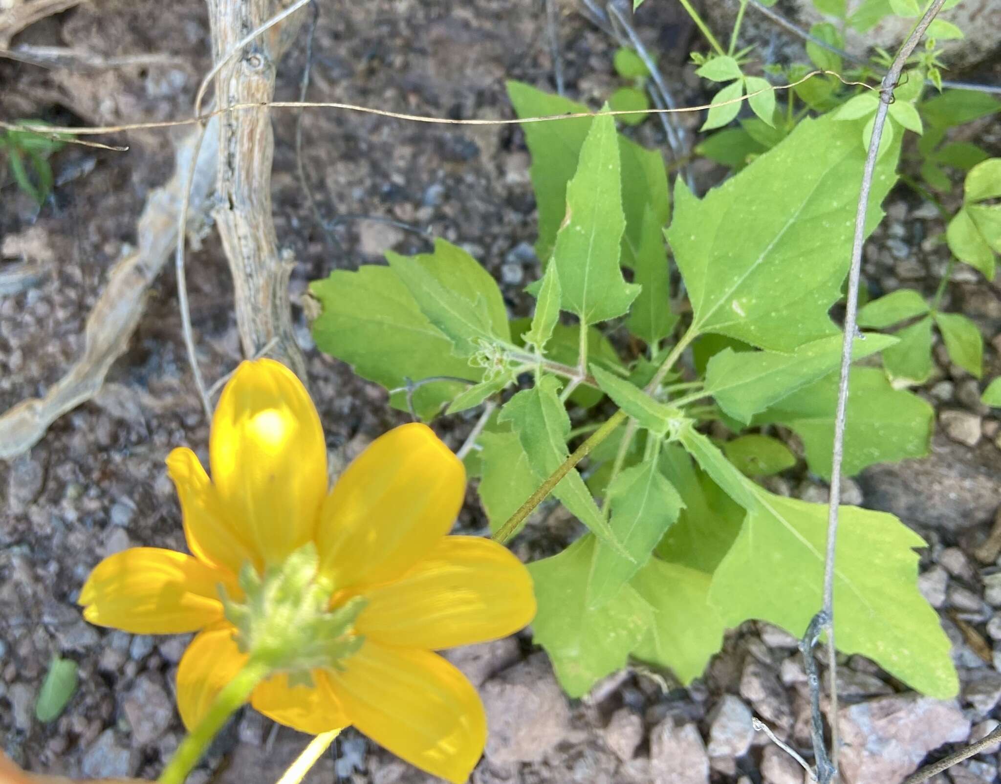 Image of Heliopsis anomala (M. E. Jones) B. L. Turner