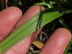 Image of Wachendorfia brachyandra W. F. Barker