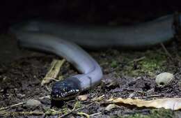 Imagem de Bothrochilus fredparkeri (Schleip 2008)