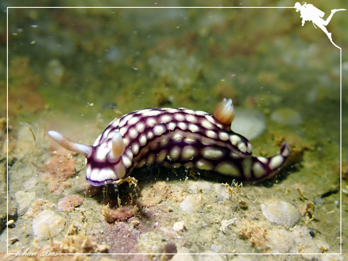 Image of Orange gilled purple lined white slug