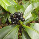 Image de Ardisia nigrovirens Macbride