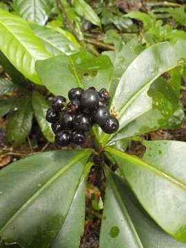 Ardisia nigrovirens Macbride resmi