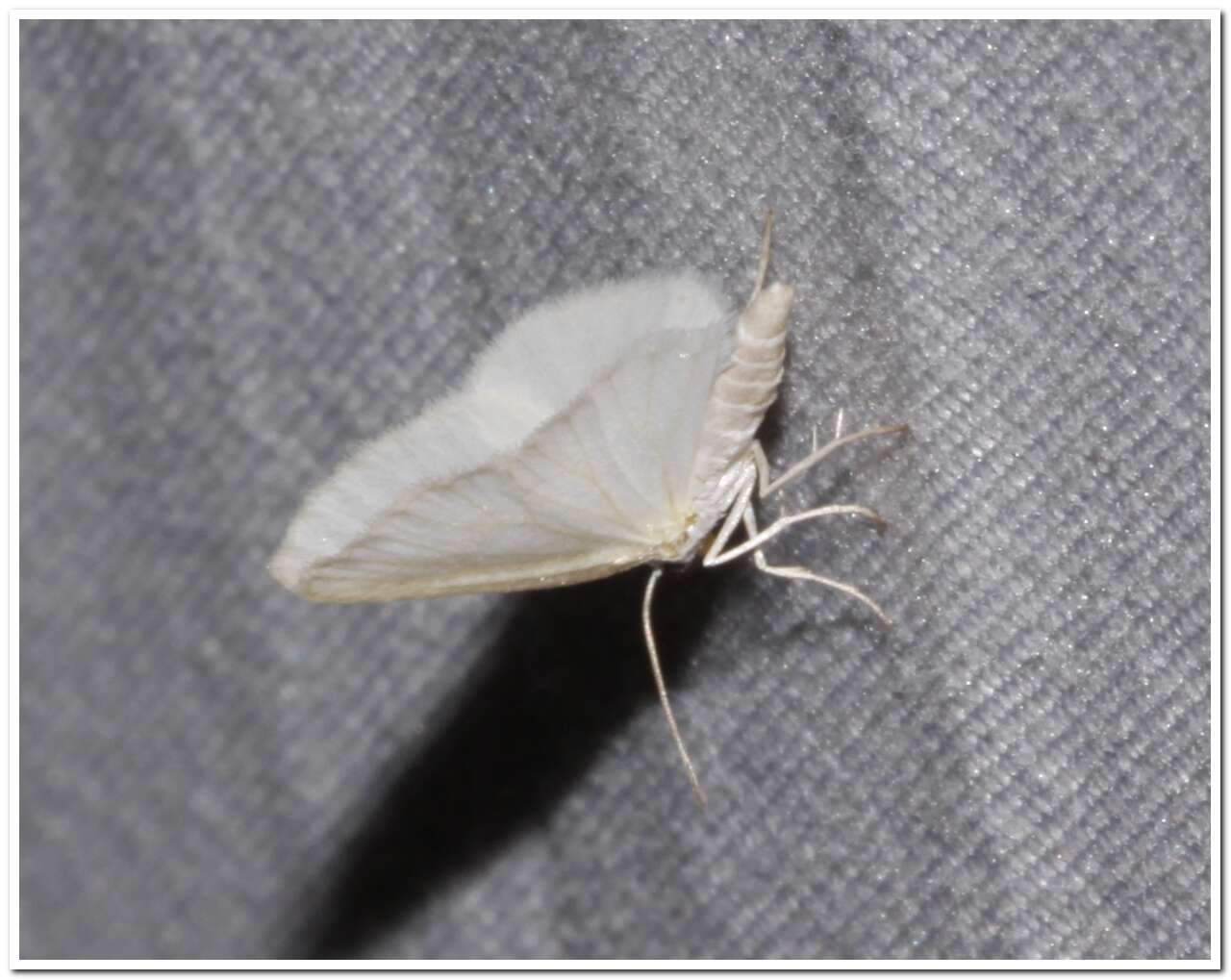 Image of White Spring Moth