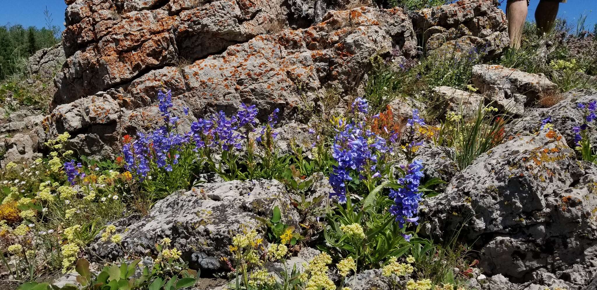 Image of compact penstemon