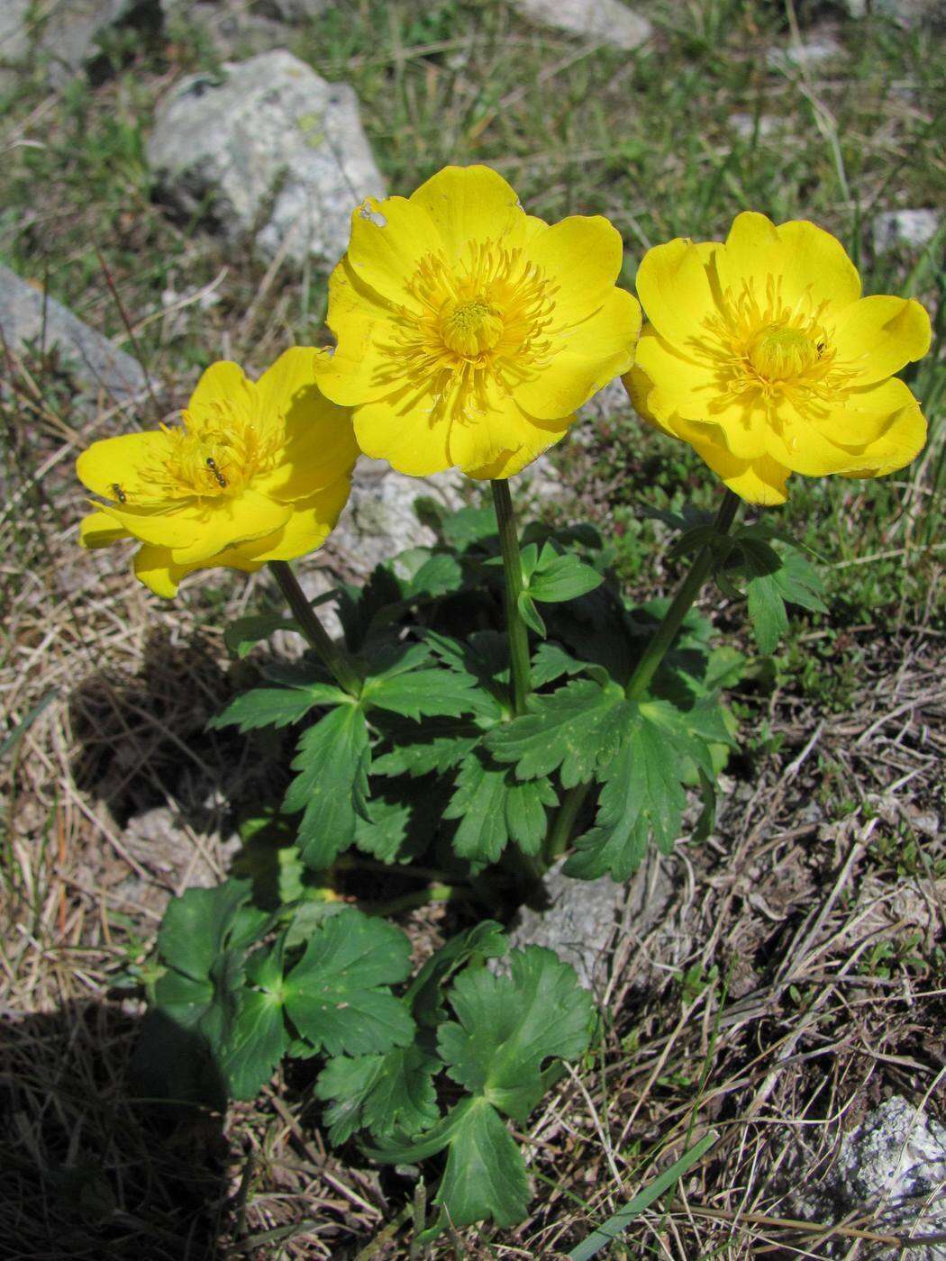 Image of Trollius dschungaricus Regel