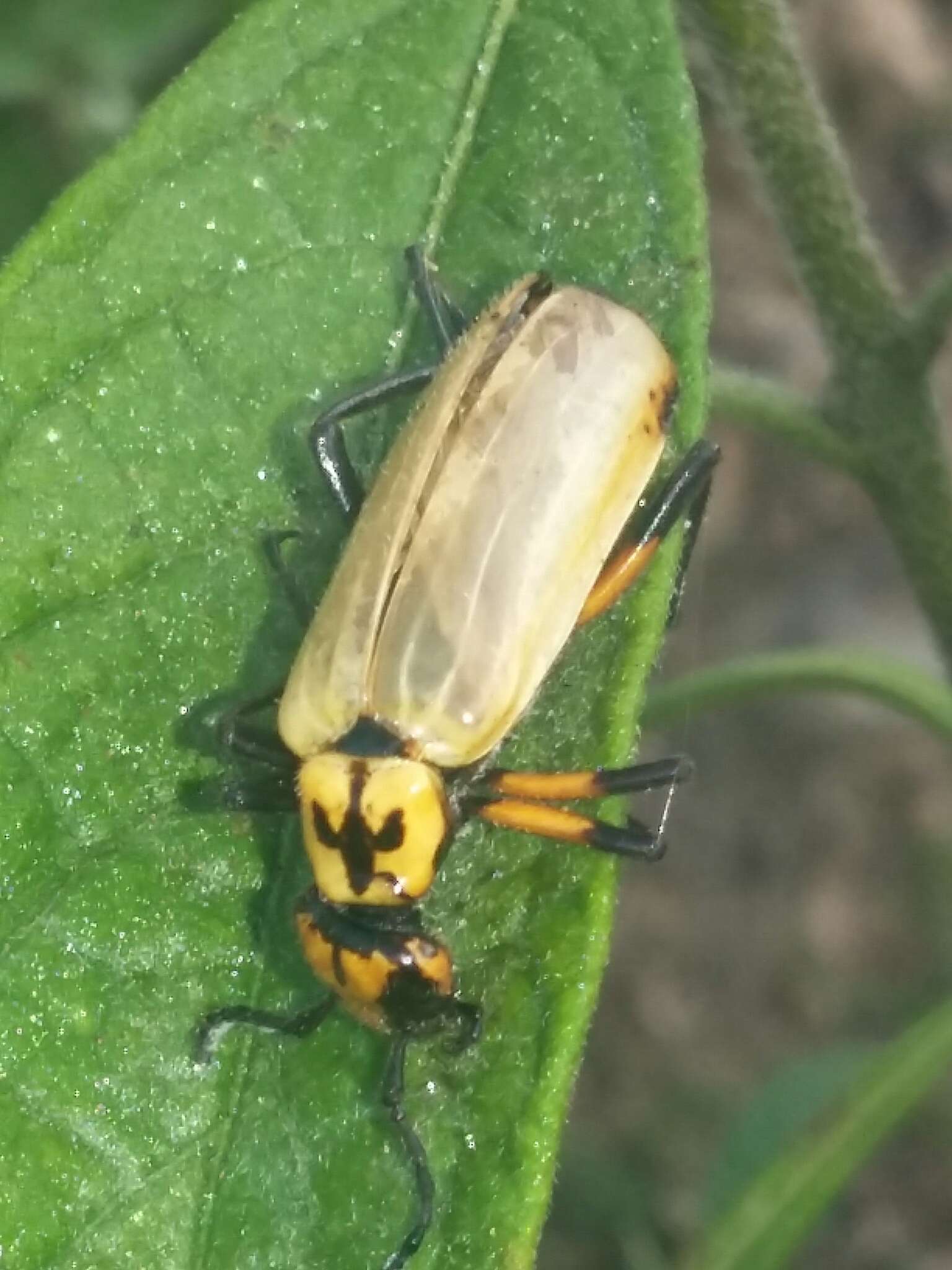 Image of Pyrota nobilis (Haag-Rutenberg 1880)