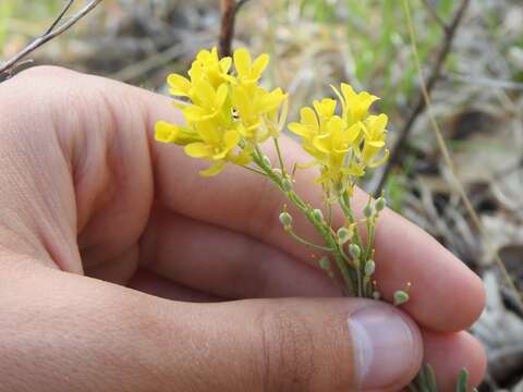 Plancia ëd Physaria ludoviciana (Nutt.) O'Kane & Al-Shehbaz