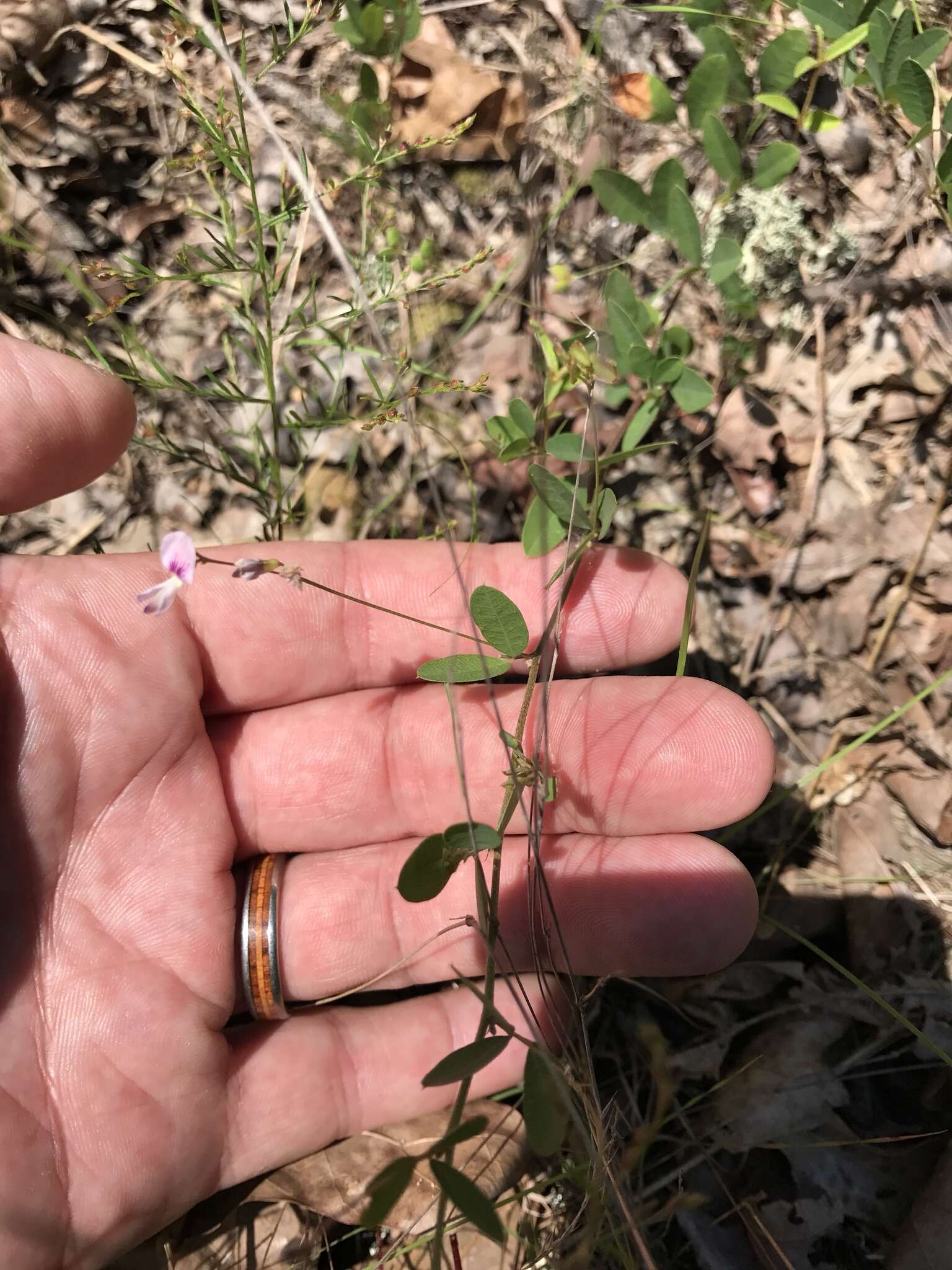 Image de Lespedeza repens (L.) W. P. C. Barton