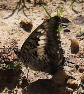 Imagem de Charaxes achaemenes Felder & Felder 1866