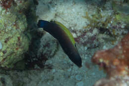 Image of Blacklobe wrasse