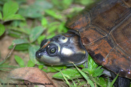 Image of Arrau River Turtle