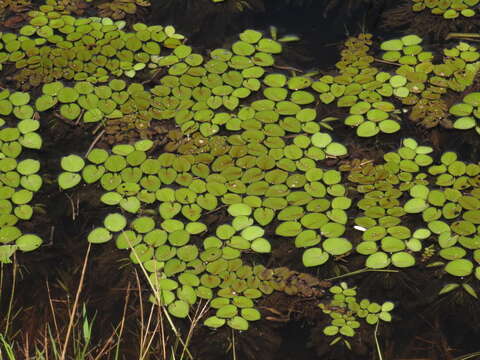 Image of eared watermoss