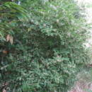 Image of Phyllanthus cuscutiflorus S. Moore