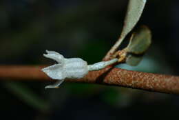 Image of Elaeagnus macrophylla Thunb.