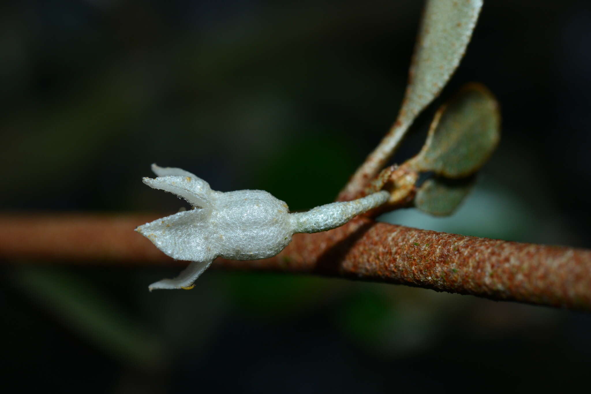 Image of Elaeagnus macrophylla Thunb.